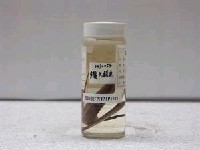 藏品(飛魚)的圖片
